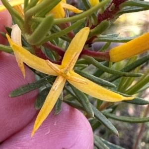 Persoonia chamaepeuce at Cotter River, ACT - 2 Feb 2024 04:18 PM