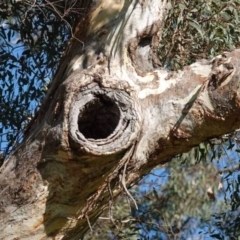 Eucalyptus melliodora (Yellow Box) at Watson, ACT - 2 Feb 2024 by AniseStar