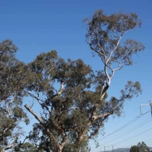 Eucalyptus melliodora at Watson Green Space - 2 Feb 2024