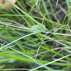 Carex inversa (Knob Sedge) at QPRC LGA - 2 Feb 2024 by JaneR