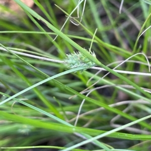 Carex inversa at QPRC LGA - 2 Feb 2024