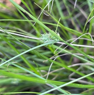 Carex inversa (Knob Sedge) at Bendoura, NSW - 2 Feb 2024 by JaneR