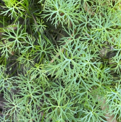 Ranunculus inundatus (River Buttercup) at QPRC LGA - 2 Feb 2024 by JaneR