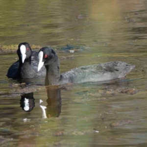 Fulica atra at Watson Green Space - 2 Feb 2024