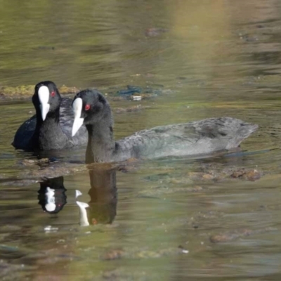 Fulica atra (Eurasian Coot) at Watson, ACT - 2 Feb 2024 by AniseStar