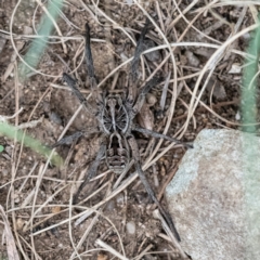 Tasmanicosa sp. (genus) (Tasmanicosa wolf spider) at Higgins Woodland - 29 Dec 2023 by Untidy