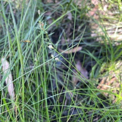 Eleocharis pusilla (Small Spike-rush) at QPRC LGA - 2 Feb 2024 by JaneR