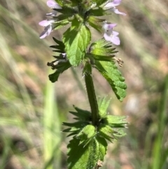 Stachys arvensis (Stagger Weed) at Bendoura, NSW - 2 Feb 2024 by JaneR