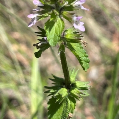 Stachys arvensis (Stagger Weed) at Bendoura, NSW - 2 Feb 2024 by JaneR
