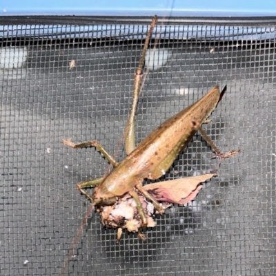 Austrosalomona falcata (Katydid) at Moruya, NSW by LisaH