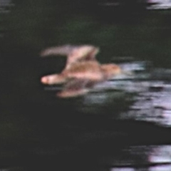 Gallinago hardwickii (Latham's Snipe) at Bowral - 24 Dec 2023 by JanHartog