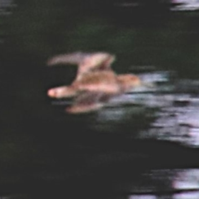 Gallinago hardwickii (Latham's Snipe) at Wingecarribee Local Government Area - 23 Dec 2023 by JanHartog