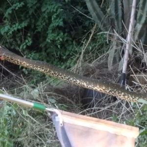 Morelia spilota spilota at Wollondilly Local Government Area - suppressed