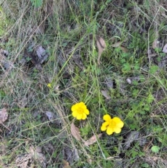 Ranunculus lappaceus (Australian Buttercup) at Namadgi National Park - 2 Feb 2024 by lbradley