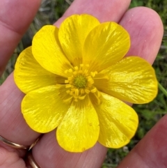 Ranunculus lappaceus at Cotter River, ACT - 2 Feb 2024 04:14 PM