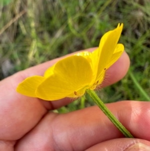 Ranunculus lappaceus at Cotter River, ACT - 2 Feb 2024