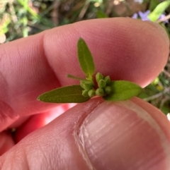 Mentha diemenica at Cotter River, ACT - 2 Feb 2024