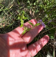 Mentha diemenica at Cotter River, ACT - 2 Feb 2024