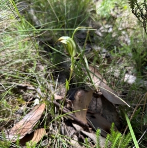 Diplodium decurvum at Cotter River, ACT - 2 Feb 2024