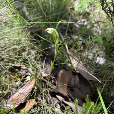 Diplodium decurvum (Summer greenhood) at Namadgi National Park - 2 Feb 2024 by lbradley