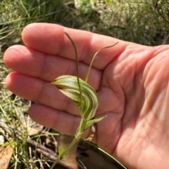 Diplodium decurvum at Cotter River, ACT - 2 Feb 2024