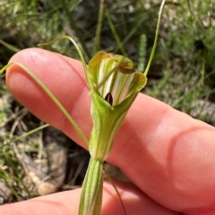 Diplodium decurvum at Cotter River, ACT - 2 Feb 2024