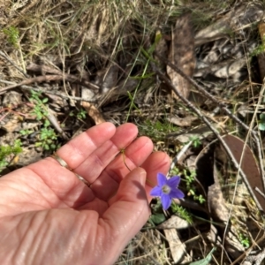 Wahlenbergia stricta subsp. stricta at Cotter River, ACT - 2 Feb 2024