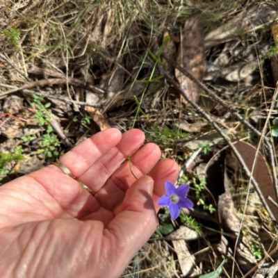 Wahlenbergia stricta subsp. stricta (Tall Bluebell) at Namadgi National Park - 2 Feb 2024 by lbradley