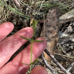 Wahlenbergia stricta subsp. stricta at Namadgi National Park - 2 Feb 2024