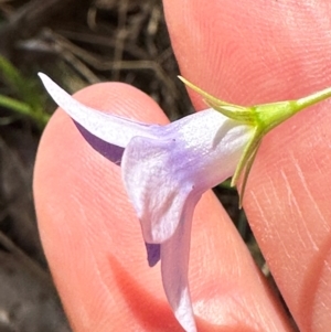 Wahlenbergia stricta subsp. stricta at Cotter River, ACT - 2 Feb 2024