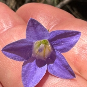 Wahlenbergia stricta subsp. stricta at Cotter River, ACT - 2 Feb 2024