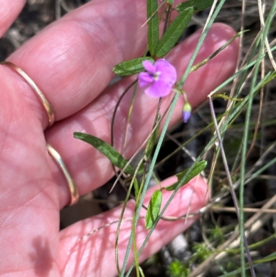 Glycine clandestina (Twining Glycine) at Cotter River, ACT - 2 Feb 2024 by lbradley