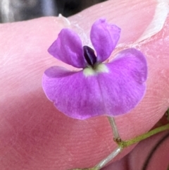 Glycine clandestina at Namadgi National Park - 2 Feb 2024