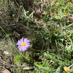 Brachyscome spathulata (Coarse Daisy, Spoon-leaved Daisy) at Brindabella, NSW - 2 Feb 2024 by lbradley