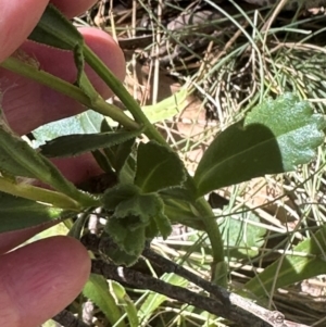 Brachyscome spathulata at Brindabella, NSW - 2 Feb 2024