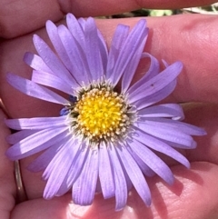 Brachyscome spathulata at Brindabella, NSW - 2 Feb 2024