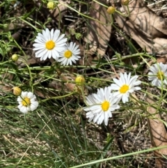 Brachyscome aculeata (Hill Daisy) at Brindabella, NSW - 2 Feb 2024 by lbradley