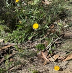 Coronidium monticola at Brindabella, NSW - 2 Feb 2024