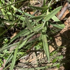 Coronidium monticola at Bimberi Nature Reserve - 2 Feb 2024