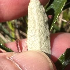 Olearia erubescens at Brindabella, NSW - 2 Feb 2024