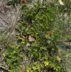 Acaena novae-zelandiae (Bidgee Widgee) at Bimberi Nature Reserve - 2 Feb 2024 by lbradley