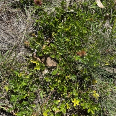 Acaena novae-zelandiae (Bidgee Widgee) at Bimberi Nature Reserve - 2 Feb 2024 by lbradley
