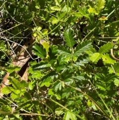 Acaena novae-zelandiae at Bimberi Nature Reserve - 2 Feb 2024