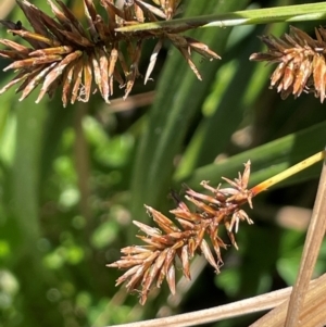 Cyperus lucidus at QPRC LGA - 2 Feb 2024 02:26 PM