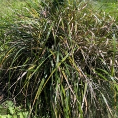 Cyperus lucidus at QPRC LGA - 2 Feb 2024 02:26 PM