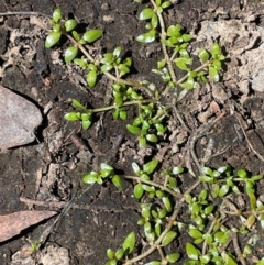 Elatine gratioloides (Waterwort) at Bendoura, NSW - 2 Feb 2024 by JaneR