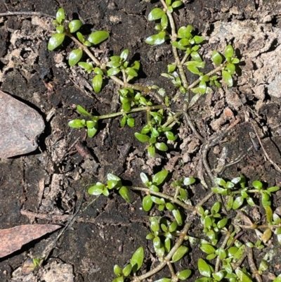 Elatine gratioloides (Waterwort) at QPRC LGA - 2 Feb 2024 by JaneR