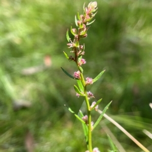 Haloragis heterophylla at QPRC LGA - 2 Feb 2024 02:19 PM