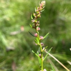 Haloragis heterophylla (Variable Raspwort) at Bendoura, NSW - 2 Feb 2024 by JaneR