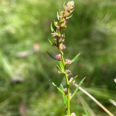 Haloragis heterophylla (Variable Raspwort) at Bendoura, NSW - 2 Feb 2024 by JaneR